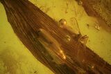 Detailed Fossil Plant Leaf and Flies In Baltic Amber #84621-2
